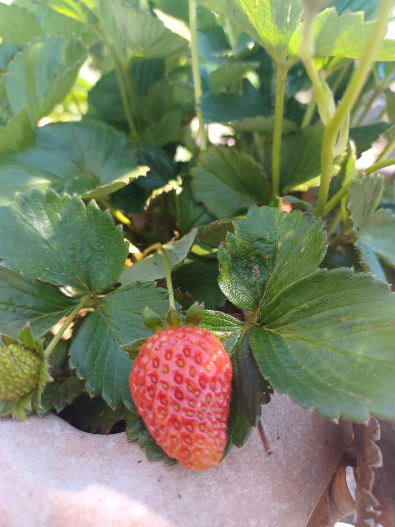 Finca De Luna La Orotava Zewnętrze zdjęcie