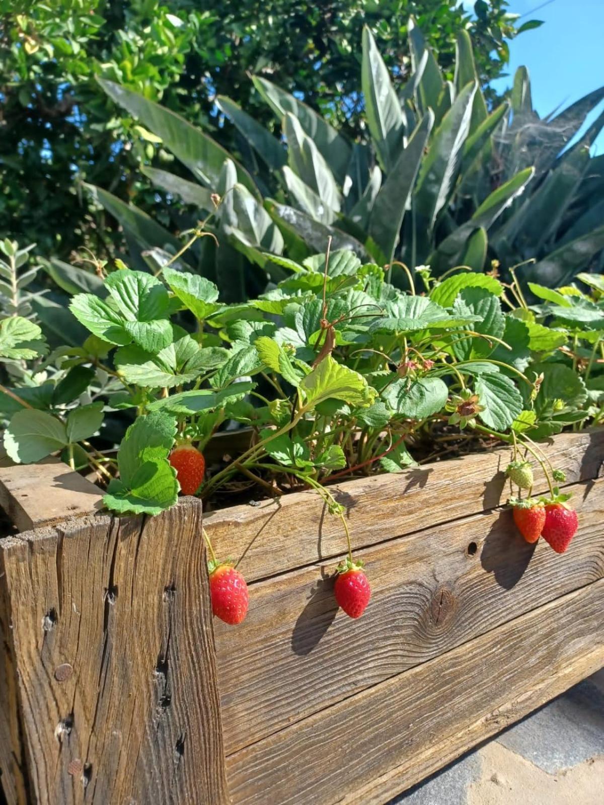 Finca De Luna La Orotava Zewnętrze zdjęcie