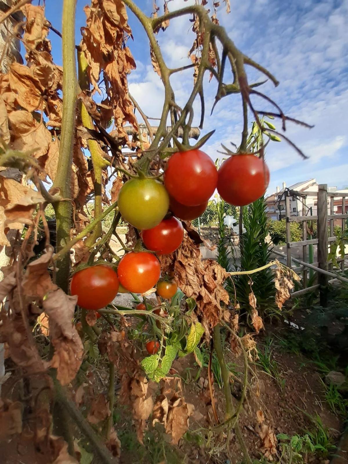 Finca De Luna La Orotava Zewnętrze zdjęcie