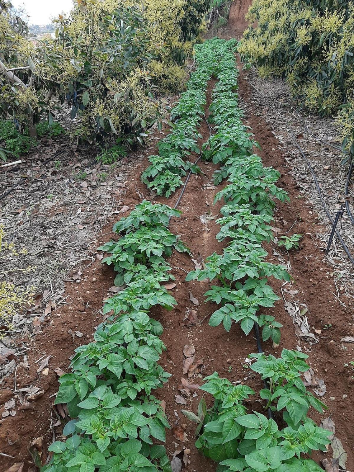 Finca De Luna La Orotava Zewnętrze zdjęcie