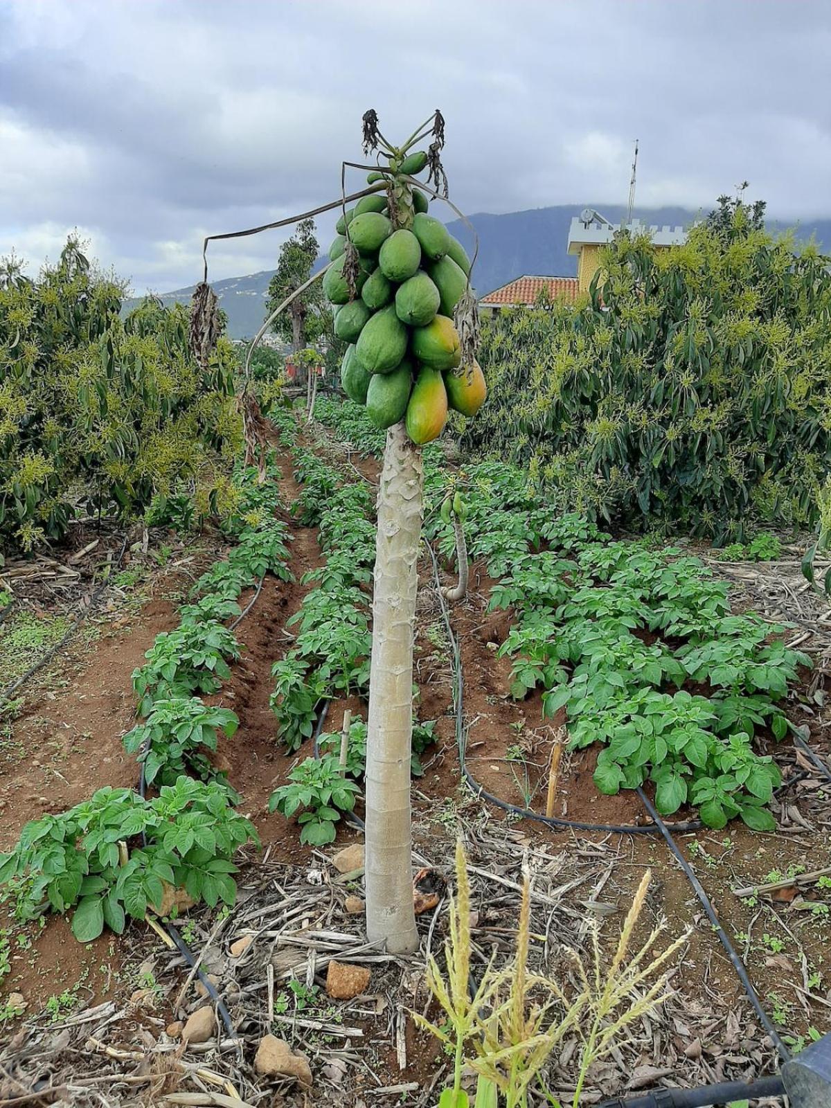 Finca De Luna La Orotava Zewnętrze zdjęcie